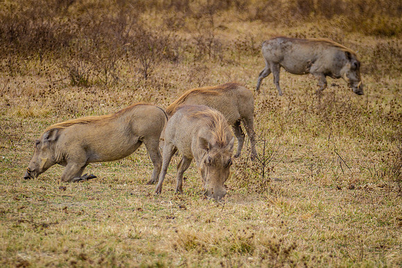 IMG_6754