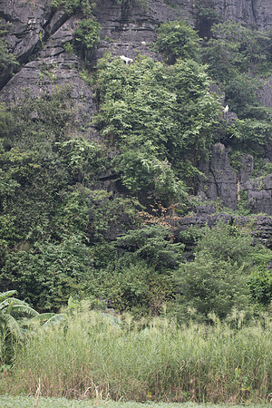 A44A4294