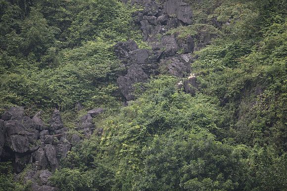 A44A4250