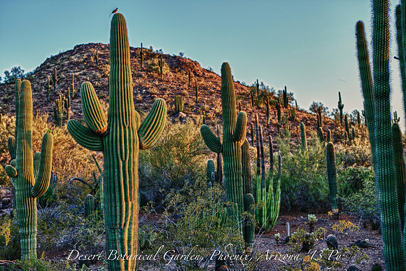 IMG_8509_HDR