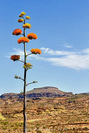 IMG_8333_HDR