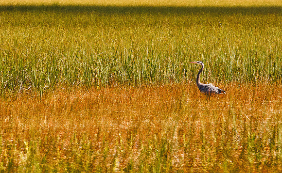 IMG_9229-Edit